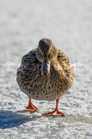Gr�and. Gr�and p� isen p� den tilfrosne s� M�llemosen; Anas platyrhynchos; M�llemosen / M�l�v; Danmark; ; fugle; �nder, Andefugle, Anseriformes, Anatidae, gr��nder, vinter, frost, kulde