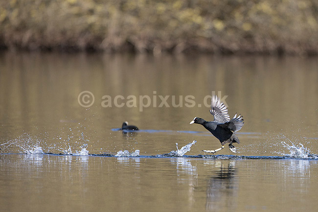 Blish�ns. Blish�ner l�ber p� vandet i territorialkamp p� Skallemose S� i Hareskoven; Fulica atra; Skallemose S� / Hareskoven; Danmark; ; fugle; Blish�ne, Vandh�ns, Rallidae, Tranefugle, Gruiformes, for�r