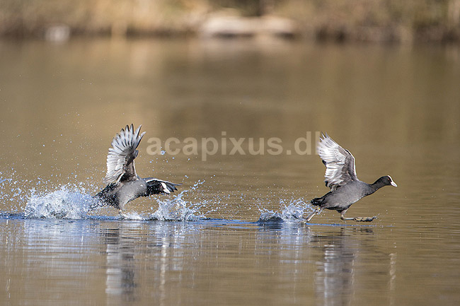 Blish�ns. Blish�ner l�ber p� vandet i territorialkamp p� Skallemose S� i Hareskoven; Fulica atra; Skallemose S� / Hareskoven; Danmark; ; fugle; Blish�ne, Vandh�ns, Rallidae, Tranefugle, Gruiformes, for�r