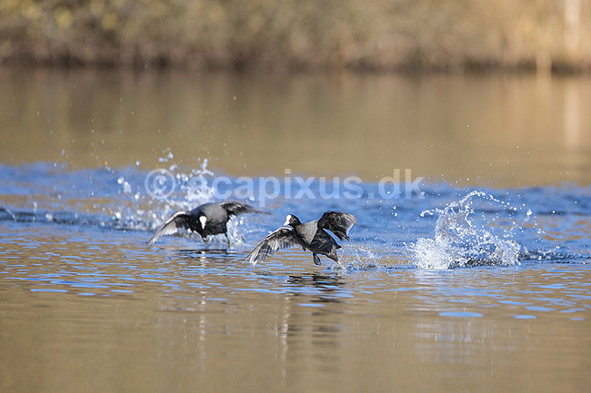 Blish�ns. Blish�ner l�ber p� vandet i territorialkamp p� Skallemose S� i Hareskoven; Fulica atra; Skallemose S� / Hareskoven; Danmark; ; fugle; Blish�ne, Vandh�ns, Rallidae, Tranefugle, Gruiformes, for�r