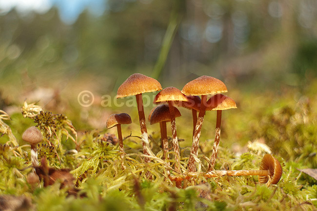 Mose-hjelmhat. Mose hjelmhat voksende i t�rvemose ved Sydvattnet ved H�kens�s; Galerina paludosa; H�kens�s; Sverige; ; svampe; Svampe hj�lmhat