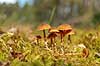 Mose-hjelmhat. Mose hjelmhat voksende i t�rvemose ved Sydvattnet ved H�kens�s Galerina paludosa H�kens�s Sverige  svampe Svampe hj�lmhat
