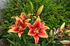 Avalon Sunset lilje. Blomster af liljen Avalon Sunset Lilium     Planter Blomst, kronblade