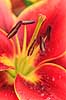 Avalon Sunset lilje. Blomster af liljen Avalon Sunset Lilium     Planter Blomst, kronblade