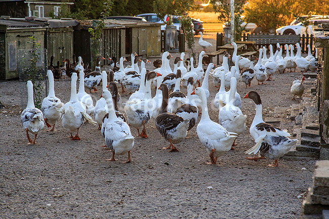 G�serepublikken. G�s i det f�lles g�sehold G�serepublikken i Drag�r; Anser domesticus; Drag�r; Danmark; ; fugle; Egentlige andefugle, Anatidae, Anseriformes, g�s, tamg�s, tamg�s