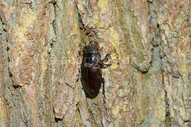 Eghjort hun. En eghjortehun sidde i spr�kke p� egestamme ved Eksholmssjon; Lucanus cervus; Eksholmssjon; Sverige; ; Insekter; 