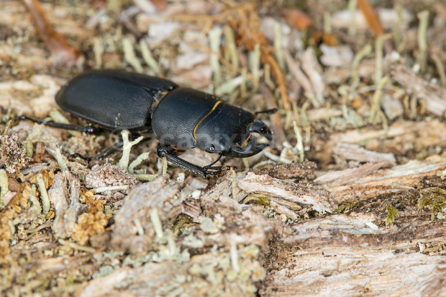 B�ghjort. B�ghjort p� forvitret tr�stamme i J�gersborg Dyrehave; Dorcus parallelipipedus; J�gersborg Dyrehave; Danmark; ; Insekter; 