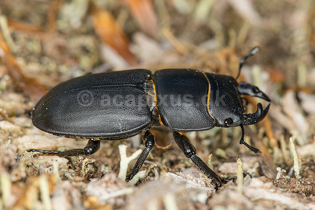 B�ghjort. B�ghjort p� forvitret tr�stamme i J�gersborg Dyrehave; Dorcus parallelipipedus; J�gersborg Dyrehave; Danmark; ; Insekter; 