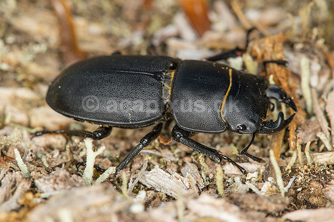 B�ghjort. B�ghjort p� forvitret tr�stamme i J�gersborg Dyrehave; Dorcus parallelipipedus; J�gersborg Dyrehave; Danmark; ; Insekter; 