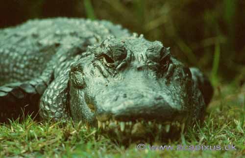 Alligator; Alligator mississippiensis; Shark Valley / Everglades NP / Florida; USA; ; krybdyr; 