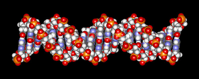 DNA molekyle. 21 basepar langt; ; ; ; ; ; videnskab genetik