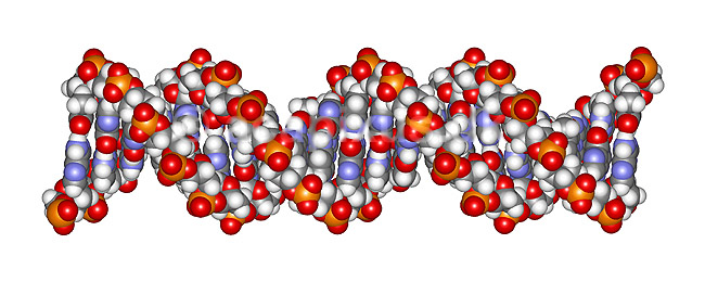 DNA molekyle. 21 basepar langt; ; ; ; ; ; videnskab genetik