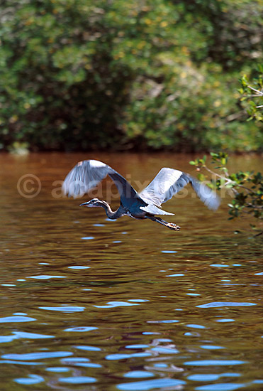 Great Blue Heron flyvende over mangrove; Ardea heroditas; ; Mexico; Nord Amerika; ; 
