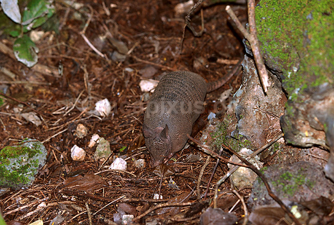 Armadillo der s�ger f�de i skovbunden; Dasypus novemcinctus; ; Mexico; Nord Amerika; ; 
