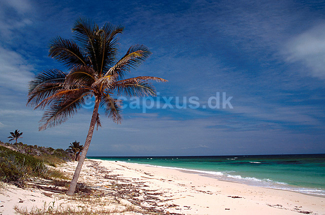 Palmetr� ved Punta Allen; ; Reserva da la Biosfera Sian Ka�an, Yucatan; Mexico; Nord Amerika; ; sommer sommerferie landskaber