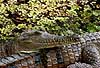 Freshwater crocodile Crocodylus johnsoni  Australia Australia reptiles 