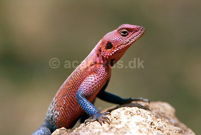 Almindelig agam; Agama agama; Serengeti National Park; Tanzania; Afrika; krybdyr; 