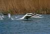 Mute swan taking to flight Cygnus olor  Denmark  birds 