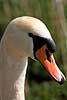 Mute Swan Cygnus olor  Denmark  birds 