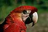 Scarlet macaw Ara macao Tambopata National Reserve, Amazonas Peru South America birds parrots