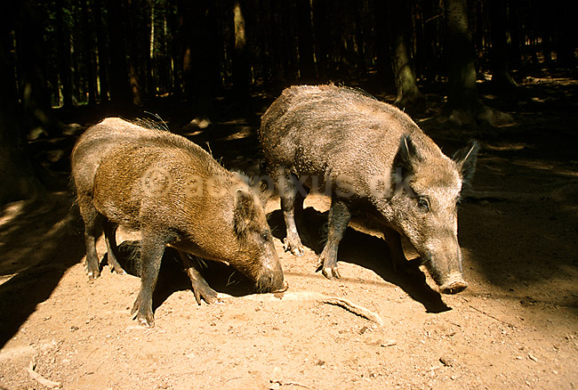Vildsvin; Sus scrofa; Ardennerne; Belgien; Europa; pattedyr; 