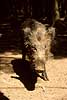 Wild boar in the Ardennes Sus scrofa Ardennes Belgium Europe mammals 