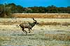 Great kudu galloping across the savana Tragelaphus strepsiceros Moremi NP Botswana Africa mammals 