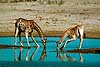 Reticulated giraf drinking at water hole Giraffa camelopardalis Hwange NP Zimbabwe Africa mammals 