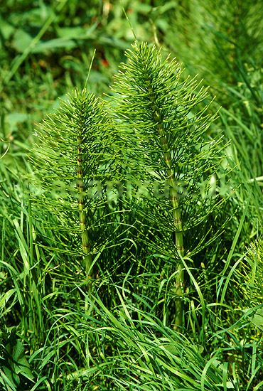 Elfenbenspadderokke; Equisetum telmateia; ; ; ; planter; 
