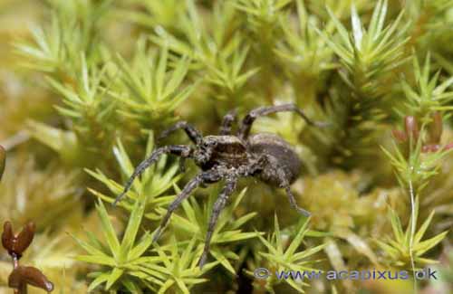 Jagtedderkop; Lycosidae; B�llemosen, J�gersborg Hegn; ; ; edderkopper; 