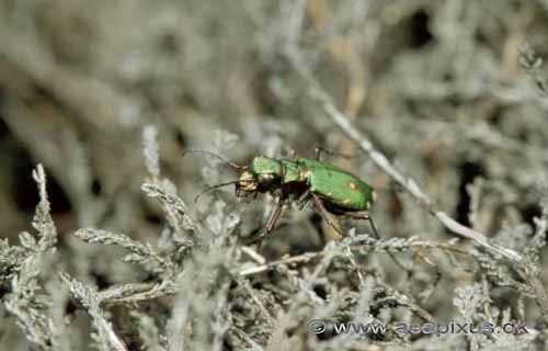 Gr�n sandspringer; Cicindela campestris, Cicindelidae; �land; Sverige; ; insekter; 