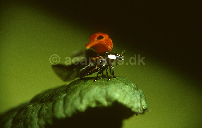 Toplettet marieh�ne letter; Adalia bipunctata, Cocconilidae; ; ; ; insekter; 