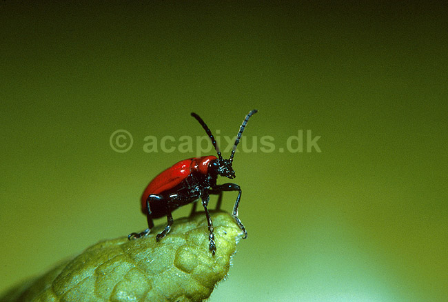 Liljebille; Lilioceris lilii, Chrysomelidae; ; ; ; insekter; 