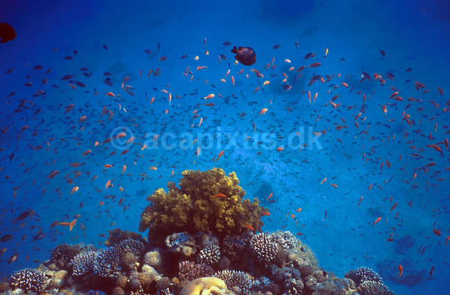 Koralrev ved Coral Beach; ; Red Sea / Eilat; Israel; Asien; ; undervands
