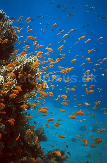 Goldfish scalefin anthias <br>Koralrev ved Coral Beach; Anthias squamipinnis, Serranidae; Red Sea / Eilat; Israel; Asien; fish; undervands