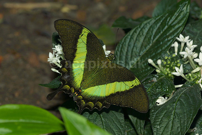 Gr�nb�ndet Svalehale fra Malaysia og Philipinerne; Papilio palinurus; ; ; ; insekter; sommerfugle