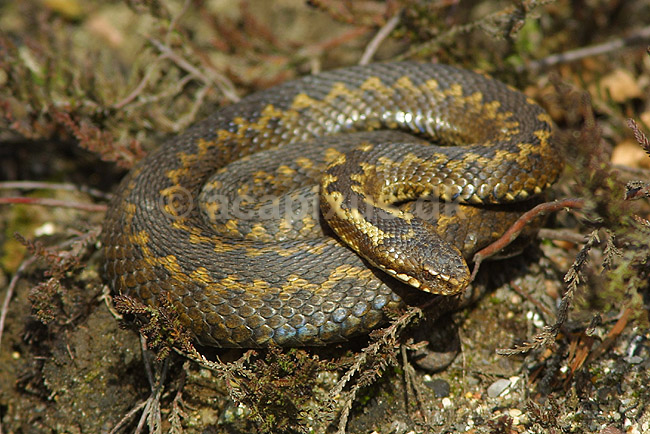 Almindelig hugorm; Vipera berus, Viperidae; ; Danmark; ; krybdyr; hugorme slanger