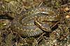 Common viper Vipera berus, Viperidae  Denmark  reptiles adder snakes
