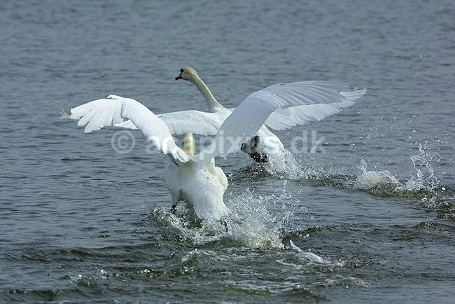 Knopsvaner - udk�mper kamp om teritorium; Cygnus olor, Anatidae; ; ; ; fugle; 