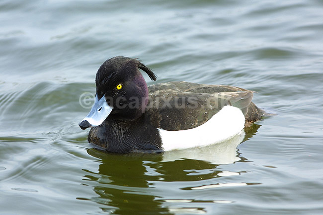 Troldand; Aythya fuligula, Anatidae; ; ; ; fugle; 