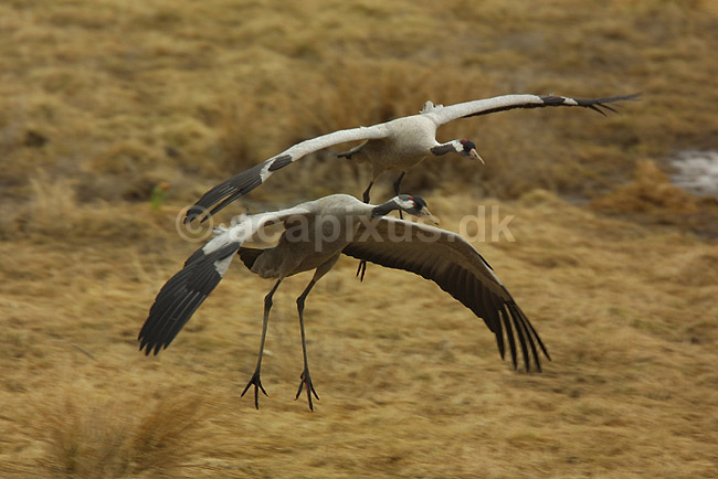 Traner lander ved dansepladsen ved Hornborga S�en; Grus grus, Gruidae; Lake Hornborga; Sverige; ; fugle; 
