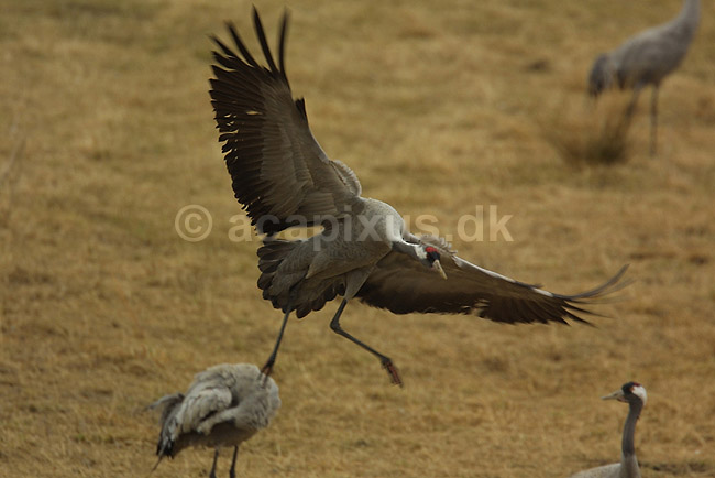 Trane lander ved dansepladsen ved Hornborga S�en; Grus grus, Gruidae; Lake Hornborga; Sverige; ; fugle; 