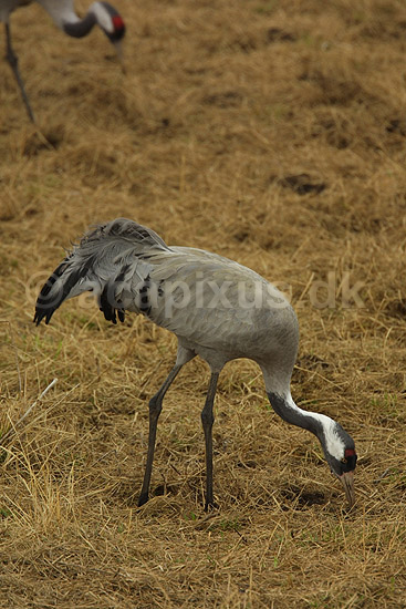Trane p� dansepladsen ved Hornborga S�en; Grus grus, Gruidae; Lake Hornborga; Sverige; ; fugle; 