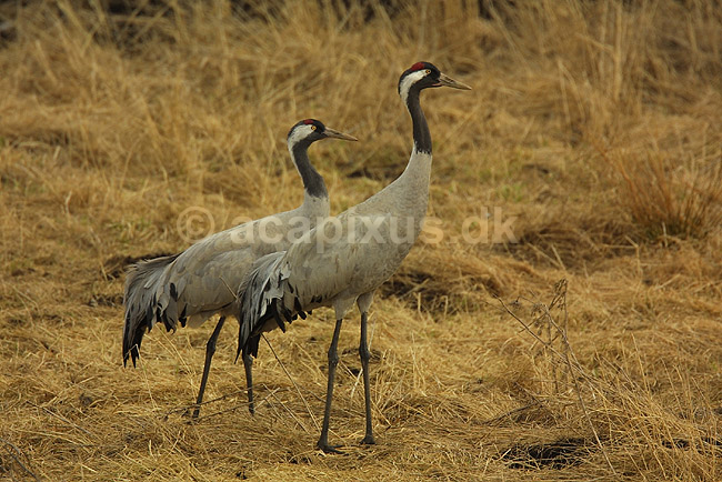 Traner i positur p� dansepladsen ved Hornborga S�en; Grus grus, Gruidae; Lake Hornborga; Sverige; ; fugle; 