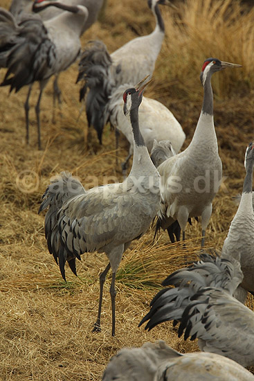 Traner danser tranedans p� dansepladsen ved Hornborga S�en; Grus grus, Gruidae; Lake Hornborga; Sverige; ; fugle; 