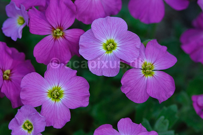 Moerheimii Bl�pude; Aubrieta deltoidea, Brassicaceae; ; ; ; planter; blomster haver