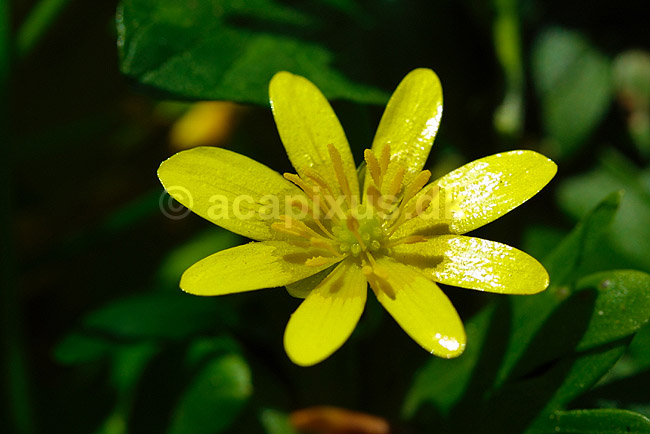 Almindelig vorterod; Ranunculus ficaria bulbifera; ; ; ; planter; blomster