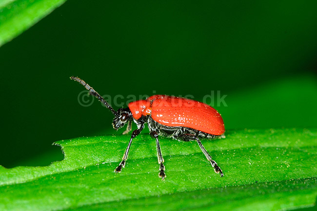 Liljebiller; Lilioceris lilii, Chrysomelidae; ; ; ; insekter; 