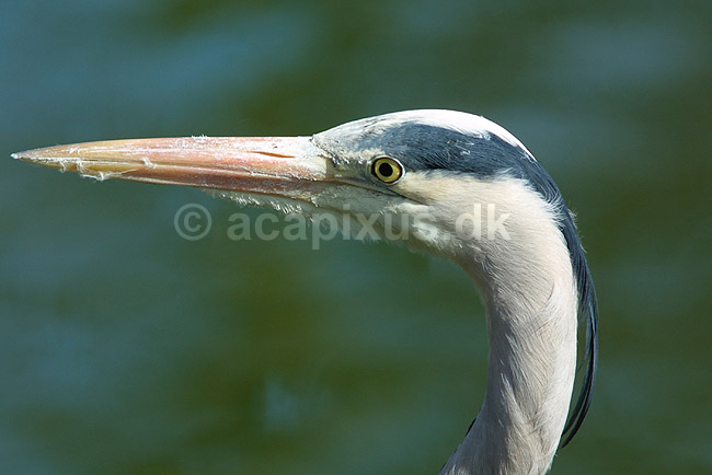 Fiskehejre; Ardea cinerea, Ardeidae; ; ; ; fugle; 
