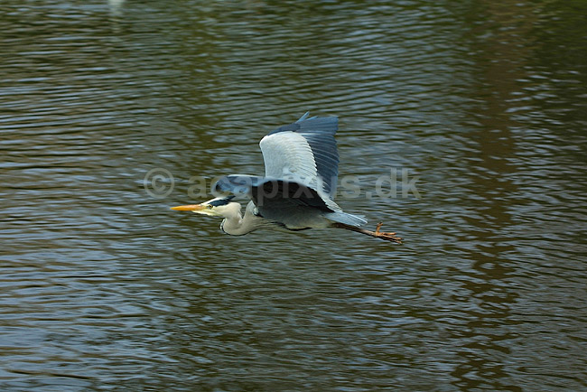 Fiskehejre flyver over s�; Ardea cinerea, Ardeidae; ; ; ; fugle; 
